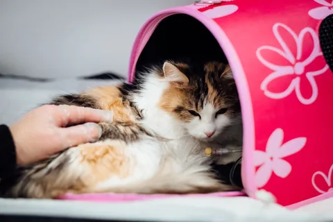 Chlupatá kočka v růžovém stanu dostává veterinární péči