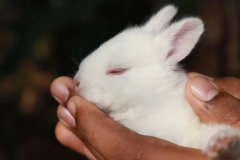 Bílé mládě králíka drženo v lidských rukou
