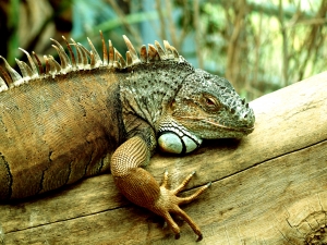 Jak chovat leguána zeleného