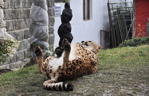 Gepard jako domácí mazlíček