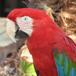 Parrot Macaw – Lagos Zoo – The Algarve, Portugal