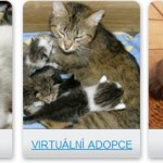Útulek pro kočičky prosí o pomoc – Zachraňte opuštěné kočičky