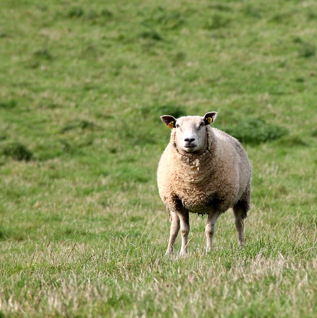 Srovnání chovu ovcí kdysi a dnes
