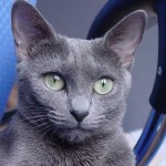Modrá ruská kočka