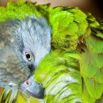 Papoušek Senegalský