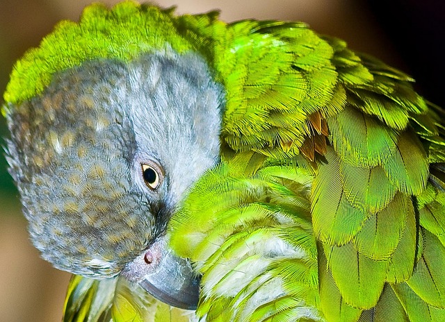 Papoušek Senegalský