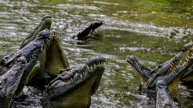 Krokodýlí ZOO v Protivíně se daří chovat a množit kriticky ohrožené druhy krokodýlů