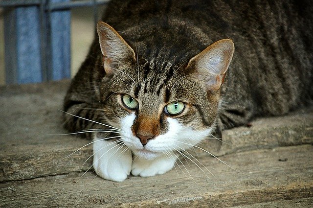 Paraziti koček – Škrkavka kočičí: Přítel na celý život?