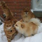 Jak připravit psa a kočku na zimu
