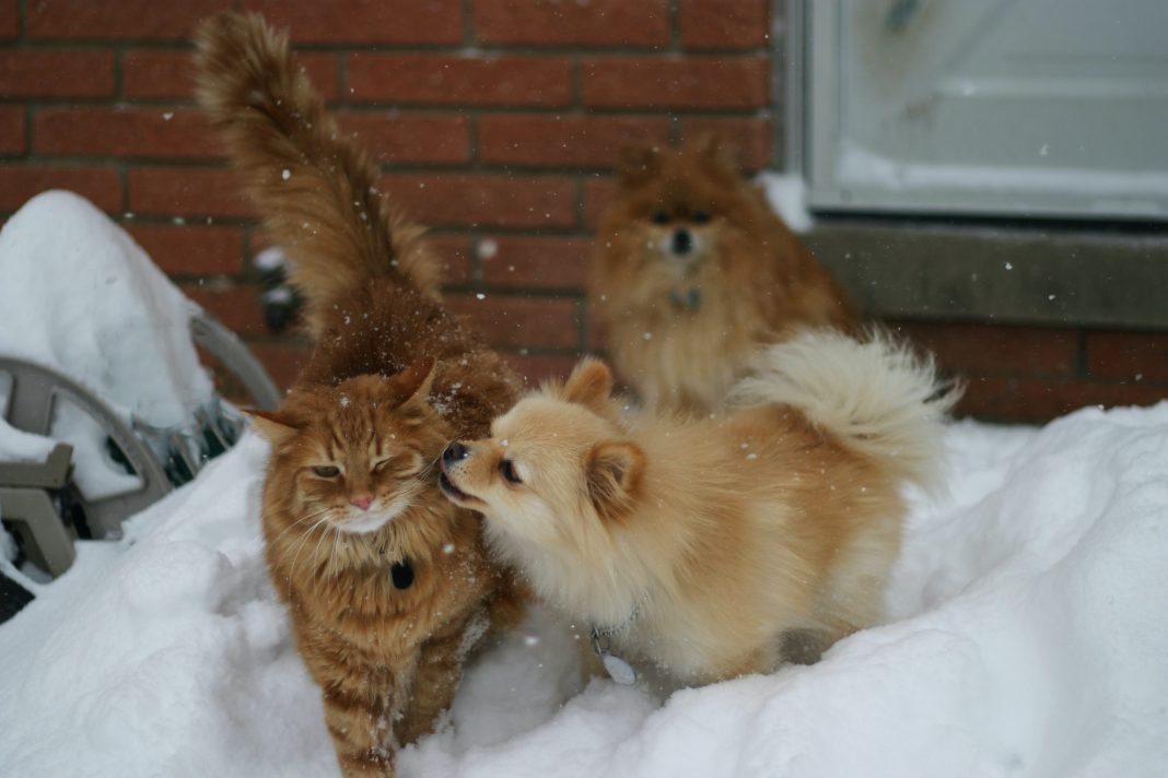 Jak připravit psa a kočku na zimu