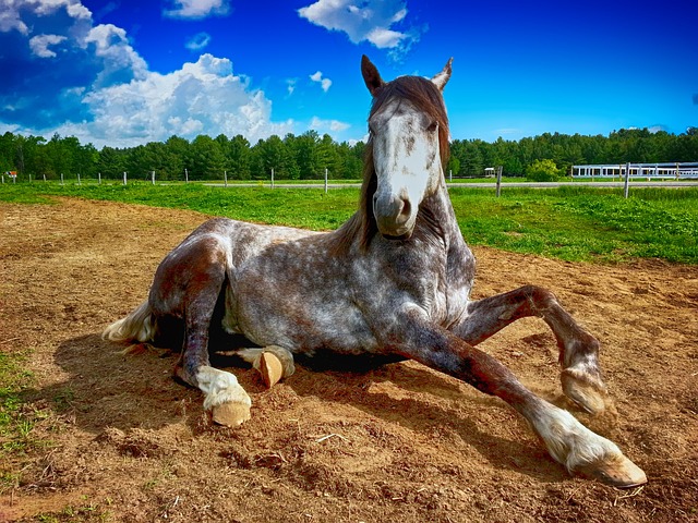 Cushing syndrom u koní: Jaké jsou příznaky a co může koním ulevit?