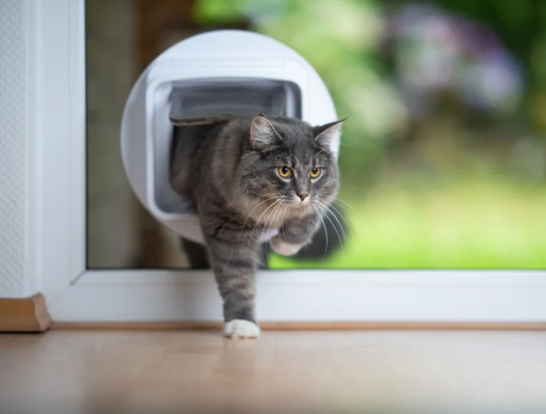 Jak si poradit s kočičí toaletou