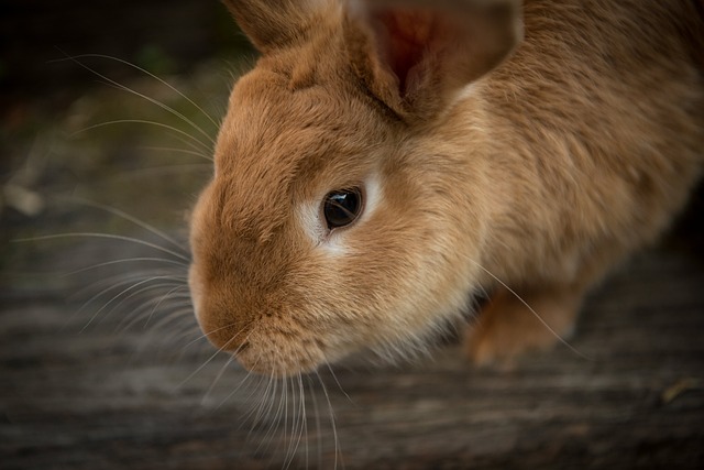 Jídelníček králíka: Seno je základ, obilovinám se vyhněte.