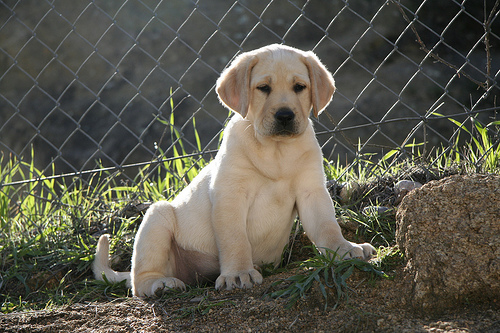 Labrador – štěně, které si zamilujete