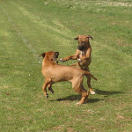 Rhodéský ridgeback