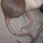 Rat’s Tails