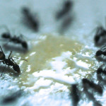 Mravenčí farma