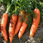 Carrots – Carota – Wortels – Geze – 胡萝卜- zanahoria – carotte – ニンジン