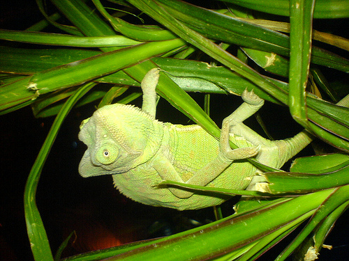 Chameleon Jemenský