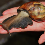 Giant African Snail (Achatina fulica) – An Invasive Species in Hong Kong