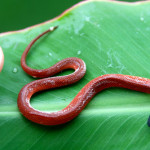 Coffee Snake