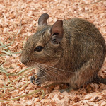 Proč si jako domácího mazlíčka pořídit osmáka degu?