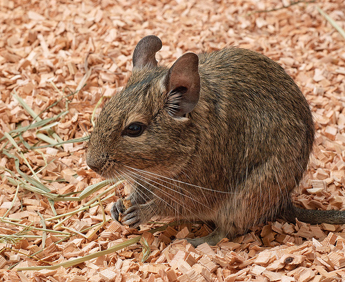 Proč si jako domácího mazlíčka pořídit osmáka degu?