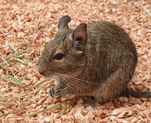 Proč si jako domácího mazlíčka pořídit osmáka degu?